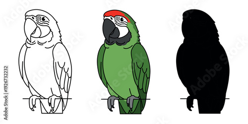 Detailed green macaw parrot sitting on a perch, featuring line art, color, and silhouette variations. Exotic tropical bird vector illustration.