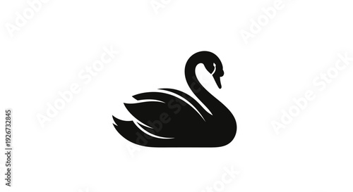 Elegant Black Swan Swimming Calmly and Peacefully, isolated white background