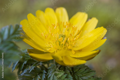 Konstfotografi forked stem adonis