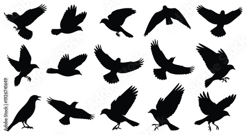 Diverse collection of birds in various flight poses black silhouette