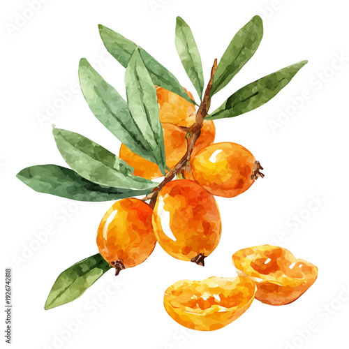Sea Buckthorn Slices, watercolor illustration, vector style, isolated on a white background.