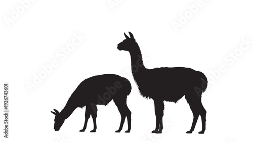 Llama silhouettes standing and grazing, black animal shapes isolated on white background, minimal farm wildlife illustration featuring alpaca, camelid, silhouette with animals and pair elements for