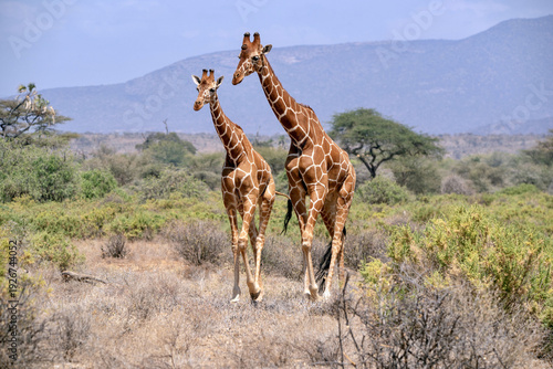 Quadro su tela South African Giraffe (Giraffa giraffa giraffa) or Cape giraffe searching for wa