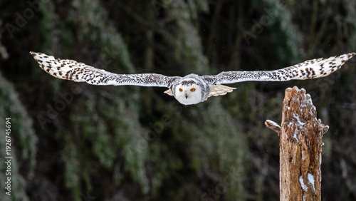 Cuadro en lienzo Snowy owl, bubo scandiacus, flying on a clear day