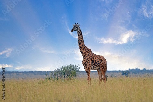 Bild auf Leinwand Giraffe on near forest. Nakuru lake region, Africa