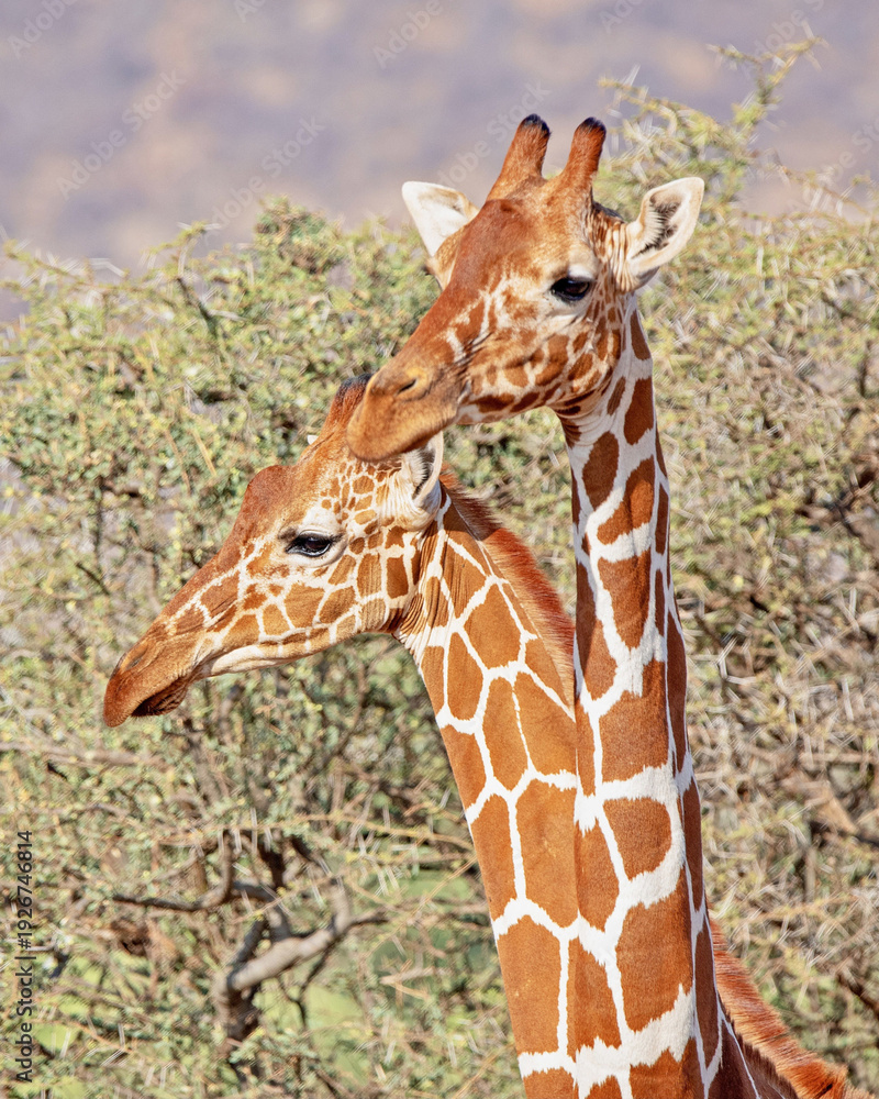 Obraz premium Giraffe on near forest. Nakuru lake region, Africa 