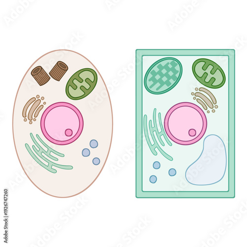動物細胞と植物細胞の比較構造図 ベクターイラスト 生物学