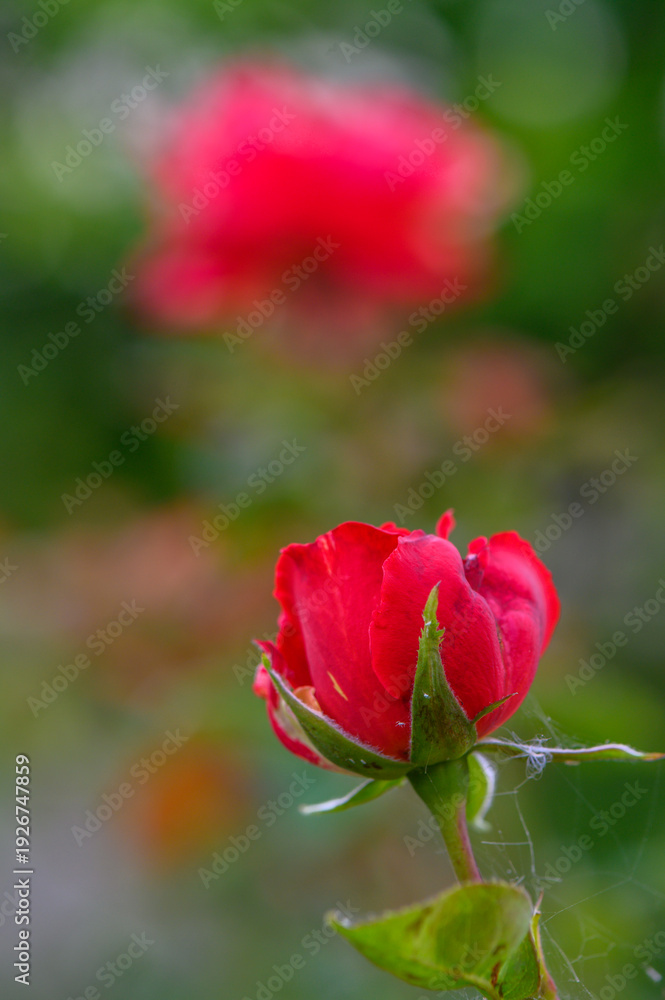 Obraz premium Red Rose with Dew Drops on Green Background