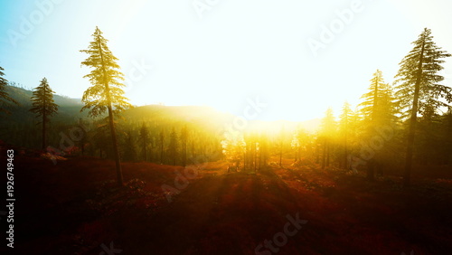 Quadro em tela golden sunrise forest autumn light with intense sunburst strong backlight floods