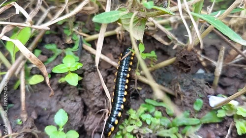 Close Up Black and Yellow Caterpillar Crawling on Soil, Nature Wildlife Macro Video
