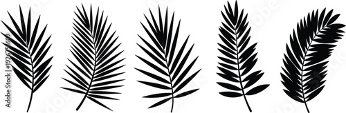 Black bird silhouettes collection, set of flying and perched garden birds, sparrow and robin vector shapes on white background, avian wildlife.