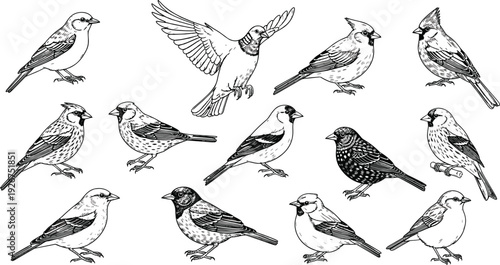 Hand drawn botanical wildflower meadow border and bird sketches including poppy sunflower daisy tulip and sparrow line art vector illustrations set.