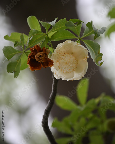 Schilderij op canvas African Baobab Tree Flower (Adansonia digitata) in Bloom, Botswana