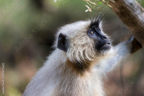 Canvas Print The Indian langurs ( Semnopithecus ) are a primate genus of the slender-faced mo