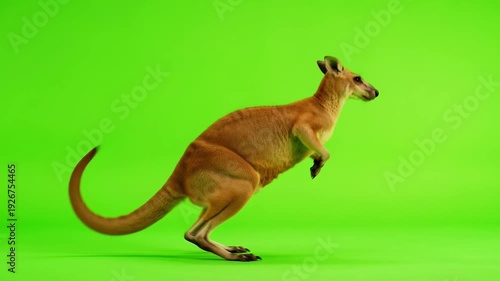 Cute kangaroo standing on bright green background showcasing its unique features and playful nature in a vibrant setting