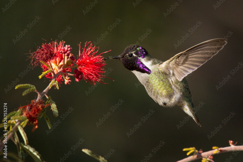 Fototapeta premium Hummingbird feeding on nectar from flower