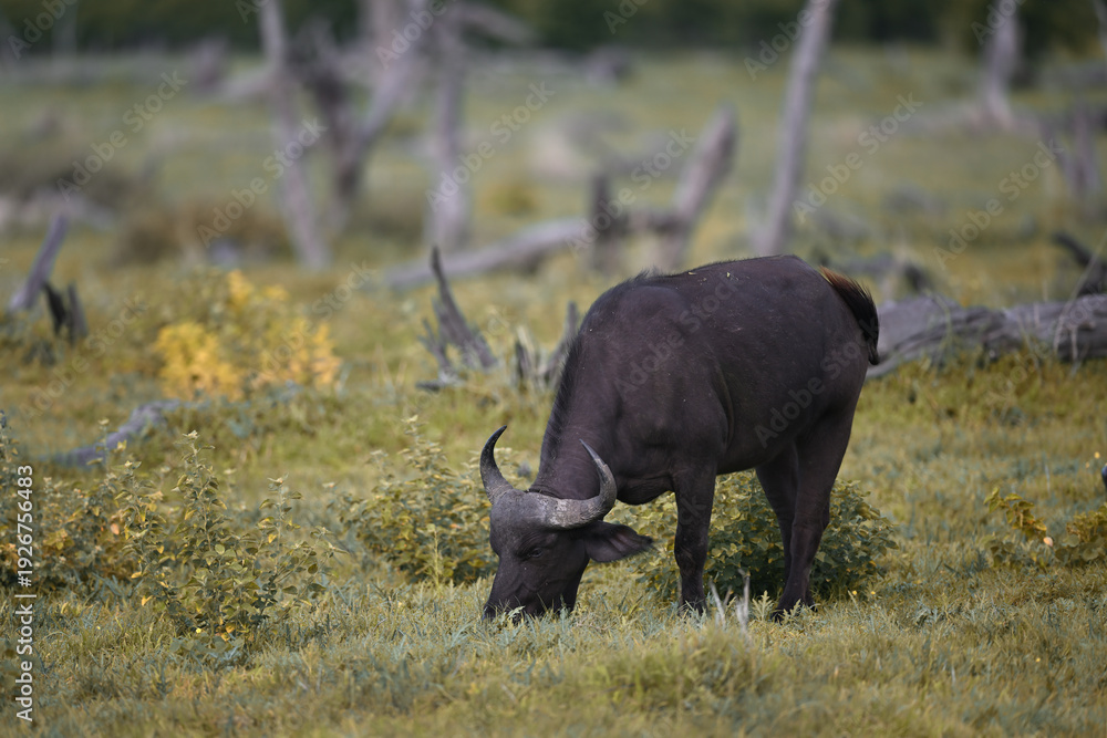 Obraz premium African Cape Buffalo (Syncerus caffer) Grazing in Savanna Grassland