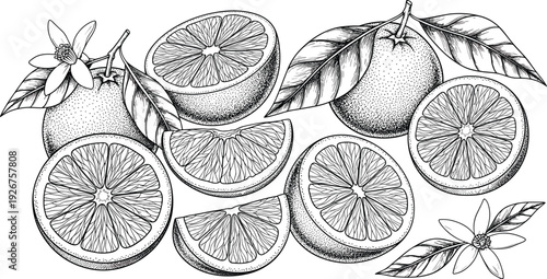Fotografia Vintage orange fruit sketch illustration, hand drawn citrus slices with leaves and blossoms, botanical line art for organic food design