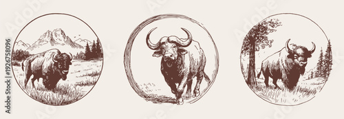 Buffalo bison wildlife emblem western rustic symbol. Powerful bisons shown walking and standing in circle landscapes. Background for outdoor branding. Traditional crayon drawn style.