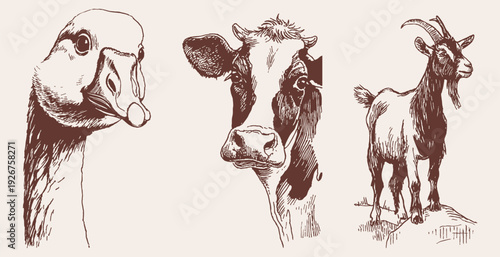 Duck, cow, goat, farm animals livestock rural set. Illustration for agricultural advertising or packaging. Vector pencil drawing style showing domestic countryside animal characters.