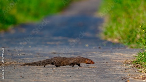 фотографія A low-angle wildlife photograph of an Indian grey mongoose cautiously crossing a quiet paved road, surrounded by lush green vegetation