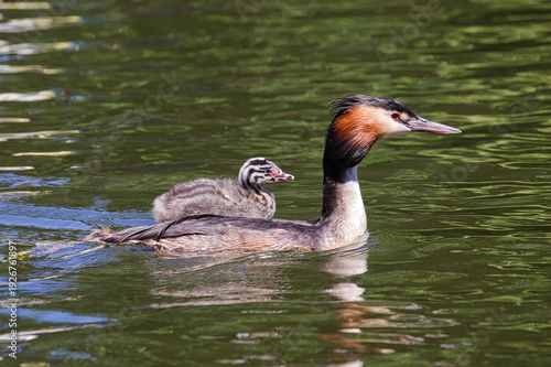 Shkodra Lake Albania, MontenegroRecord grebe in Shkodra Lake Albania, Montenegro
