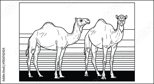 Two dromedary camels standing in desert landscape line art illustration for coloring book page isolated on white background for kids.