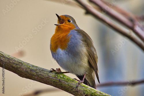 European Robin singing in the morning (Erithacus Rubecula)