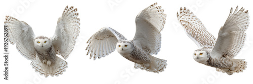 Set of Elegant white owl in dynamic flight pose on transparent png background. Ai generated