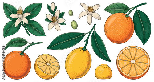 Vibrant Citrus Fruit Vector Illustration Set with Fresh Oranges, Zesty Lemon, Delicate Blossoms, and Green Leaves. Botanical Vintage Style for Refreshing Summer Produce