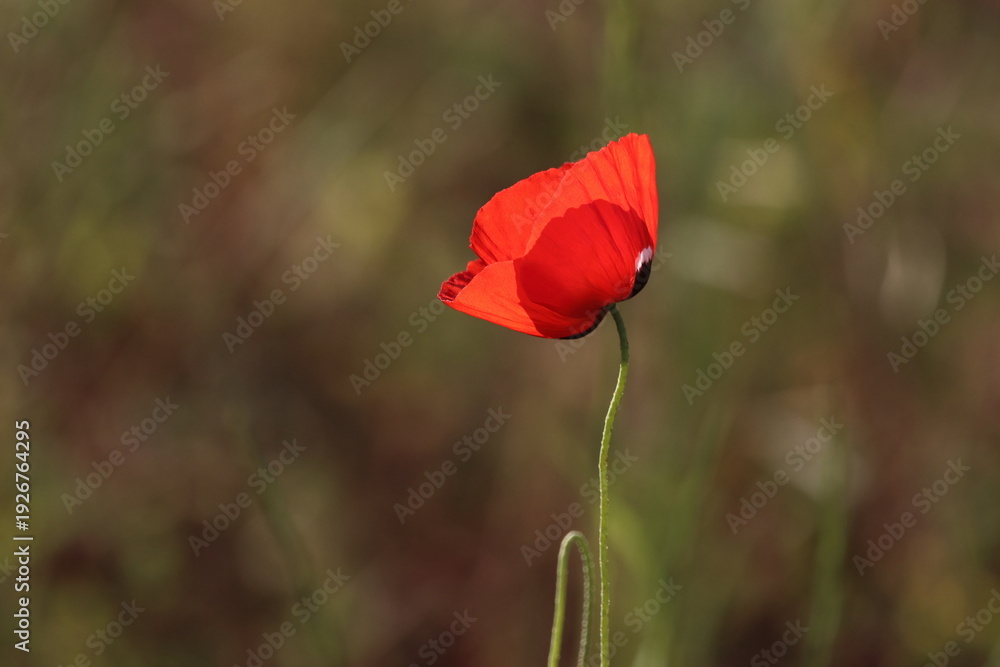 Obraz premium poppy flower on a background of green grass in the meadow