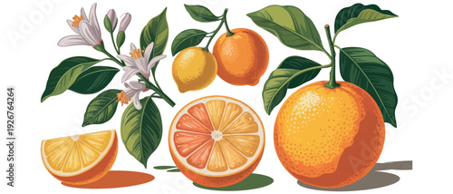 Vibrant Citrus Assortment Oranges, Lemons, and Blossoms with a Half-Cut Fruit