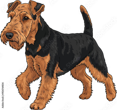 Welsh Terrier dog walking relaxed trotting attentive movement
