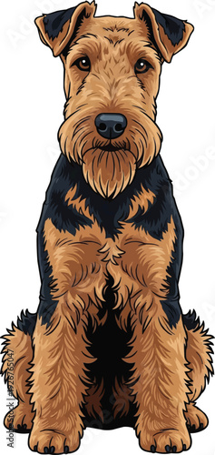Welsh Terrier dog sitting relaxed attentive facing front illustration