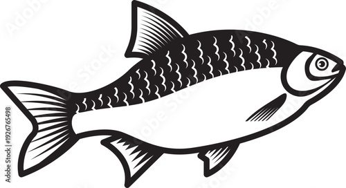 Carp black drawing. Bream wild fish logo