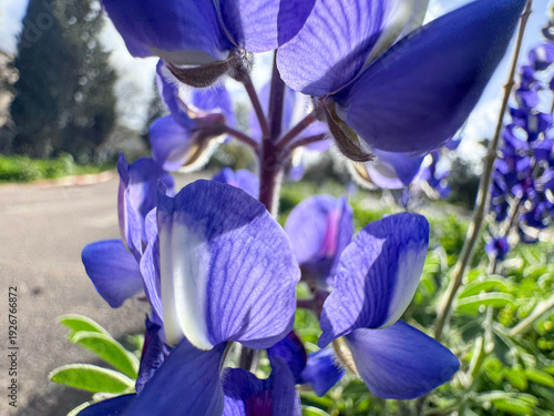 Close up of blue lupine petals with detailed veins in soft light.