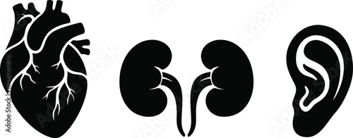 Set of human internal organs including heart, kidneys, and ear illustration, medical health care and science concept, isolated on transparent background