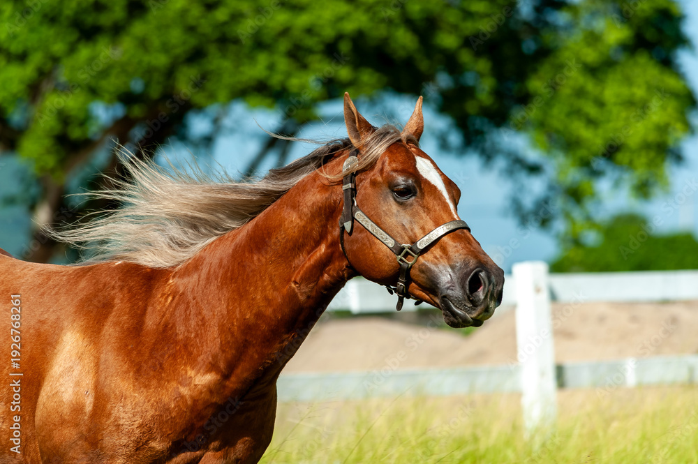 Obraz premium Chestnut Horse Running in Green Pasture with Flowing Mane