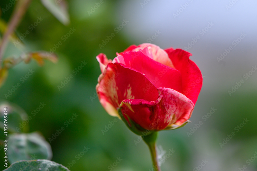 Obraz premium Close-Up of Red Rose with Soft Green Background