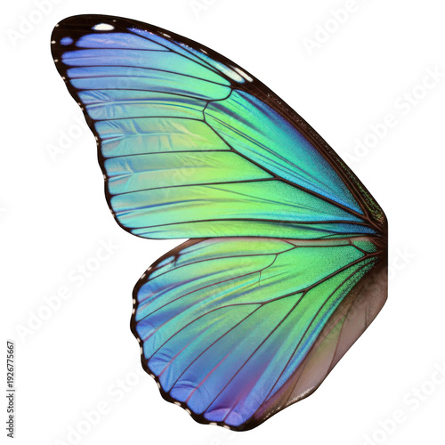Vibrant iridescent butterfly wing with shimmering colors isolated on transparent background