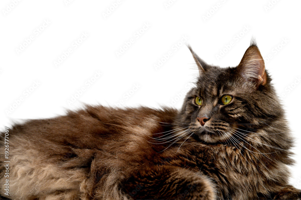 Fototapeta premium Gray Maine Coon Lying Down on White Studio