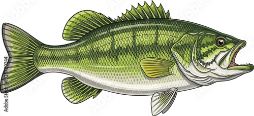 Vector illustration of largemouth bass freshwater fish with open mouth, sharp teeth, green scales, striped body, fins, and detailed spiny dorsal