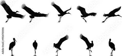 Set of stork silhouettes flying and standing in various poses, graceful bird migration sequence, wildlife nature and ornithology vector illustration, isolated