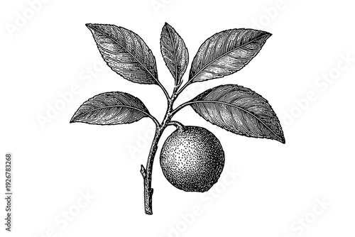 Detailed botanical drawing of lemon branch with leaves and fruit