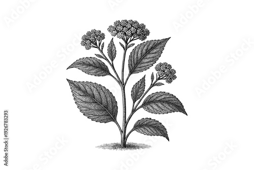 Detailed botanical drawing of a flowering plant with intricate leaves and blossoms