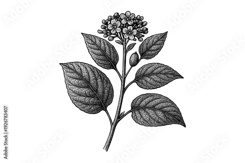 Intricate botanical drawing of flowering plant with detailed leaves and blossoms