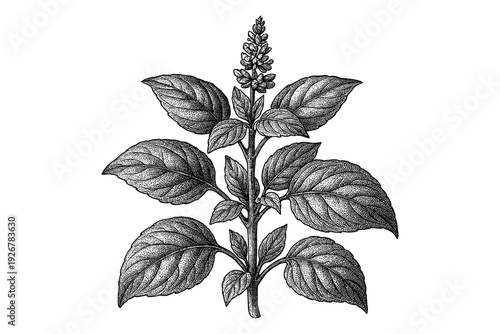 Detailed botanical drawing of herbal plant with leaves and flower