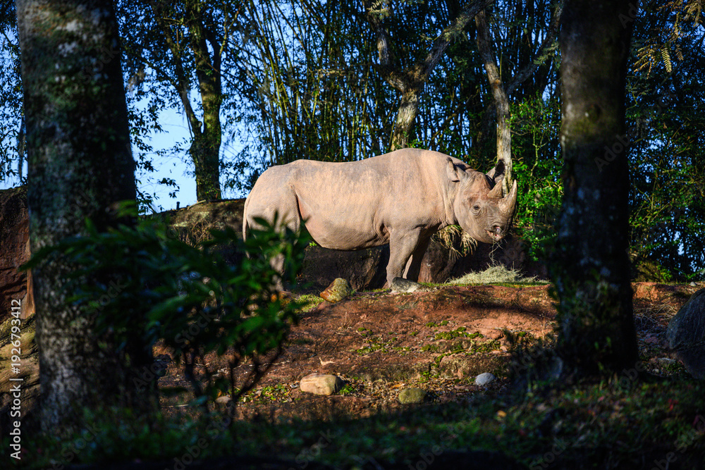Fototapeta premium rhino standing in woods