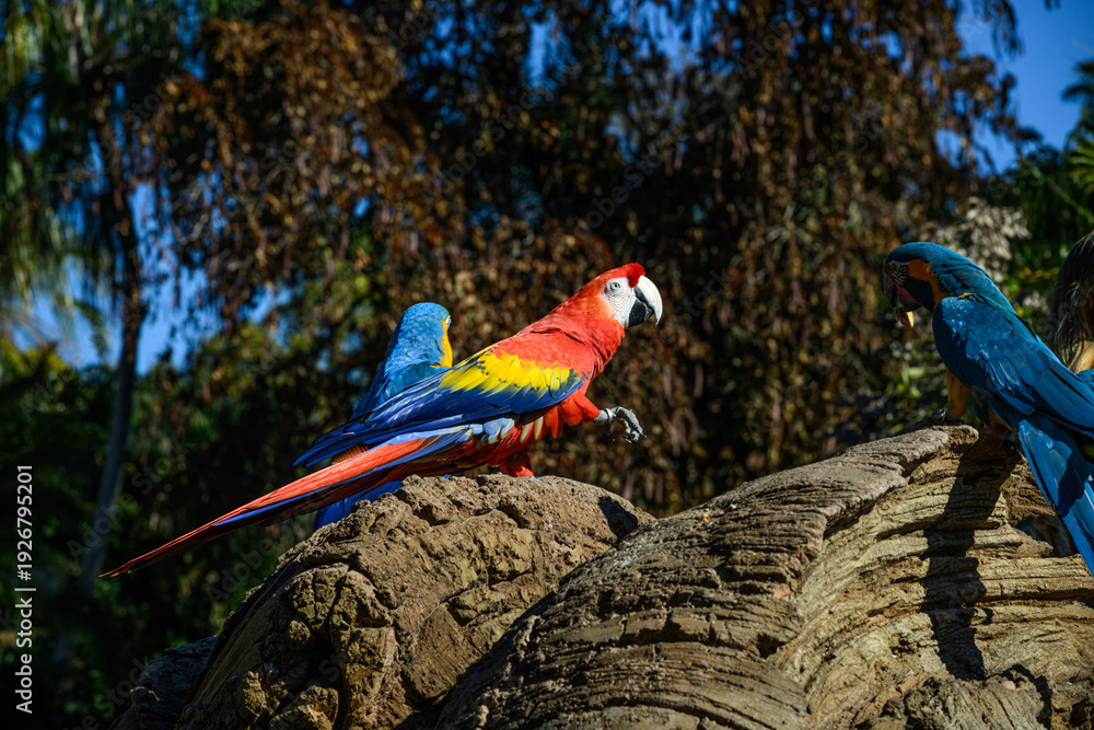 Obraz premium red blue yellow macaw parrots sit on wood perch
