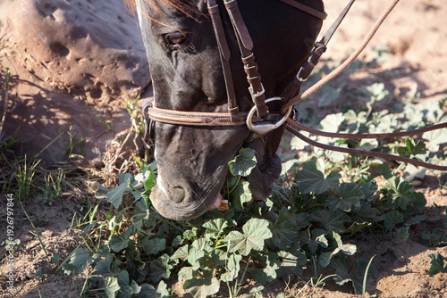 a sunny photo of a horse leaning over the grass and eating it. close-up
